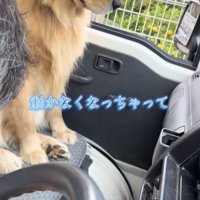 どこかを見つめる犬と作業する人