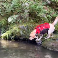 川を流れていく男性に向かって吠える犬