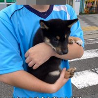 飼い主に抱っこされる子犬