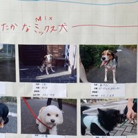 MIX犬