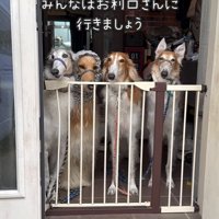 乗り越えた大型犬を見送る大型犬達