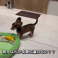 体の小さいガルウイングちゃん