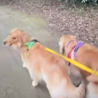飼い主をふり返る弟犬