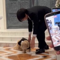 前を向かされる犬