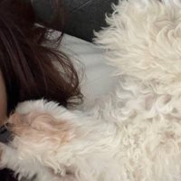 女性のそばで眠る犬