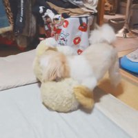 布団の上にぬいぐるみを運ぶ犬
