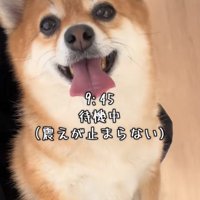 待合室で待つ犬