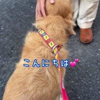 お兄さんに撫でられるゆずくん