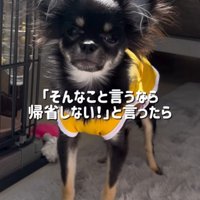 黒い小型犬の立ち姿