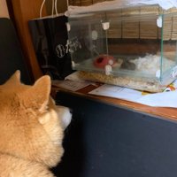 愛犬が見たがったのは…