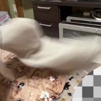 荒ぶるはるちゃん♪