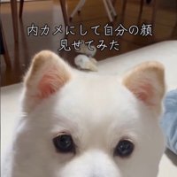 ベラちゃんが自分の姿を見た時の反応