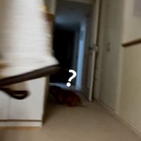 通せんぼする犬