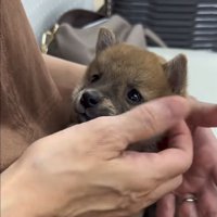 見つめる犬