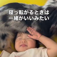 眠そうな幼児と一緒に寝る犬