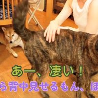 背中を向けながら女性のそばにいる犬
