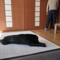 ドアの前で伏せている犬