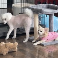 水を飲み終えた犬と待つ犬