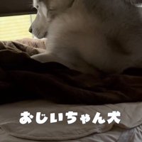 窓の隙間から外を覗くおじいちゃん犬