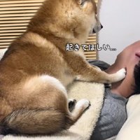 目覚まし役も担当