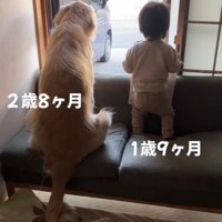 窓際のソファに並んで座る犬と赤ちゃんの後ろ姿