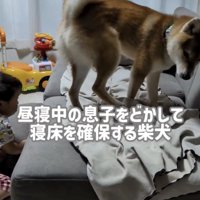 ソファから落ちる男の子