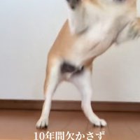 飛び上がる柴犬