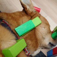 積み木を乗せられた風太くん2