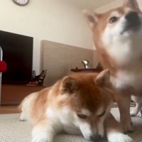 伏せる犬