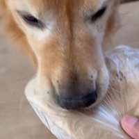お手伝いするホット君9