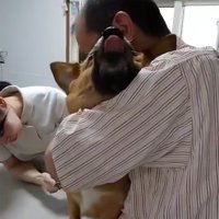 舌を出すわんこ