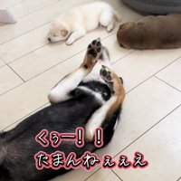 ヘソ天ではしゃぐ犬