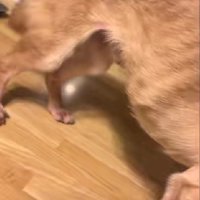 骨が浮き出るほどガリガリに…