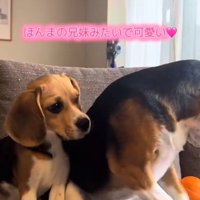 小鉄くんとベルちゃん