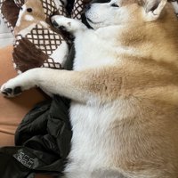 ダウン