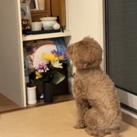 仏壇の前にじっと座る犬