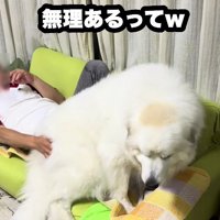 ソファの上にドシン！