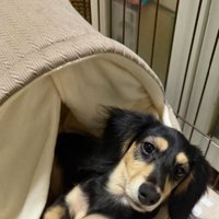 飼い主さんを見るワンコ