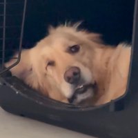 モコちゃんの寝起きの瞬間5