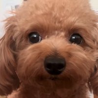 正面の犬