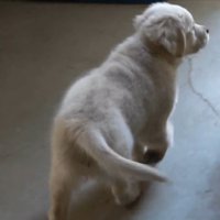 再び投稿者さんを探し始めました