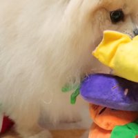 お鼻でツンツン