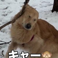 枝が顔面直撃！！