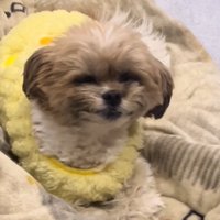 微笑む犬2