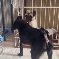 おはぎちゃん＆ちまき君の脱走劇2