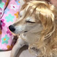金髪ウィッグを被せると…