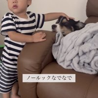 犬を撫でながら目線を外す子ども