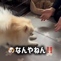 戦闘体勢の犬