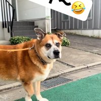 振り向く犬