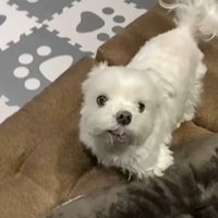 パパさんの帰りを待つナナくん9